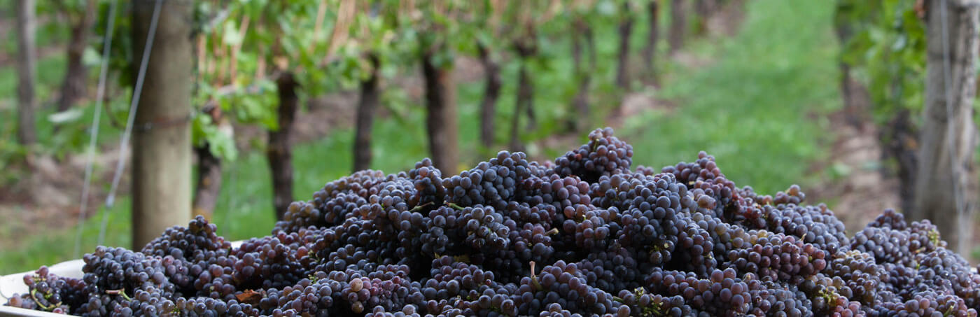 <h3 >Edgefield Winery</h3>